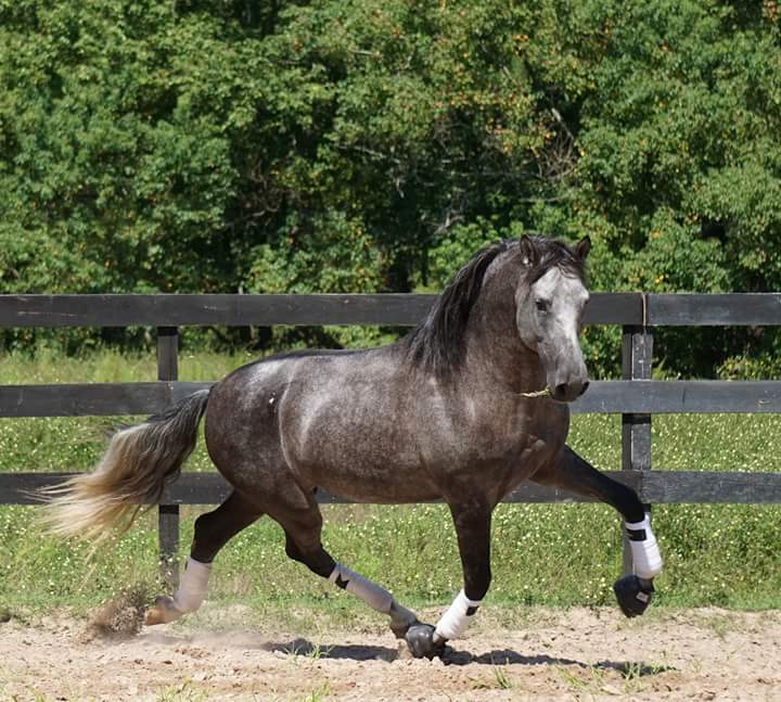 Geldings For Sale - P.r.e. Andalusian Geldings From Rhf