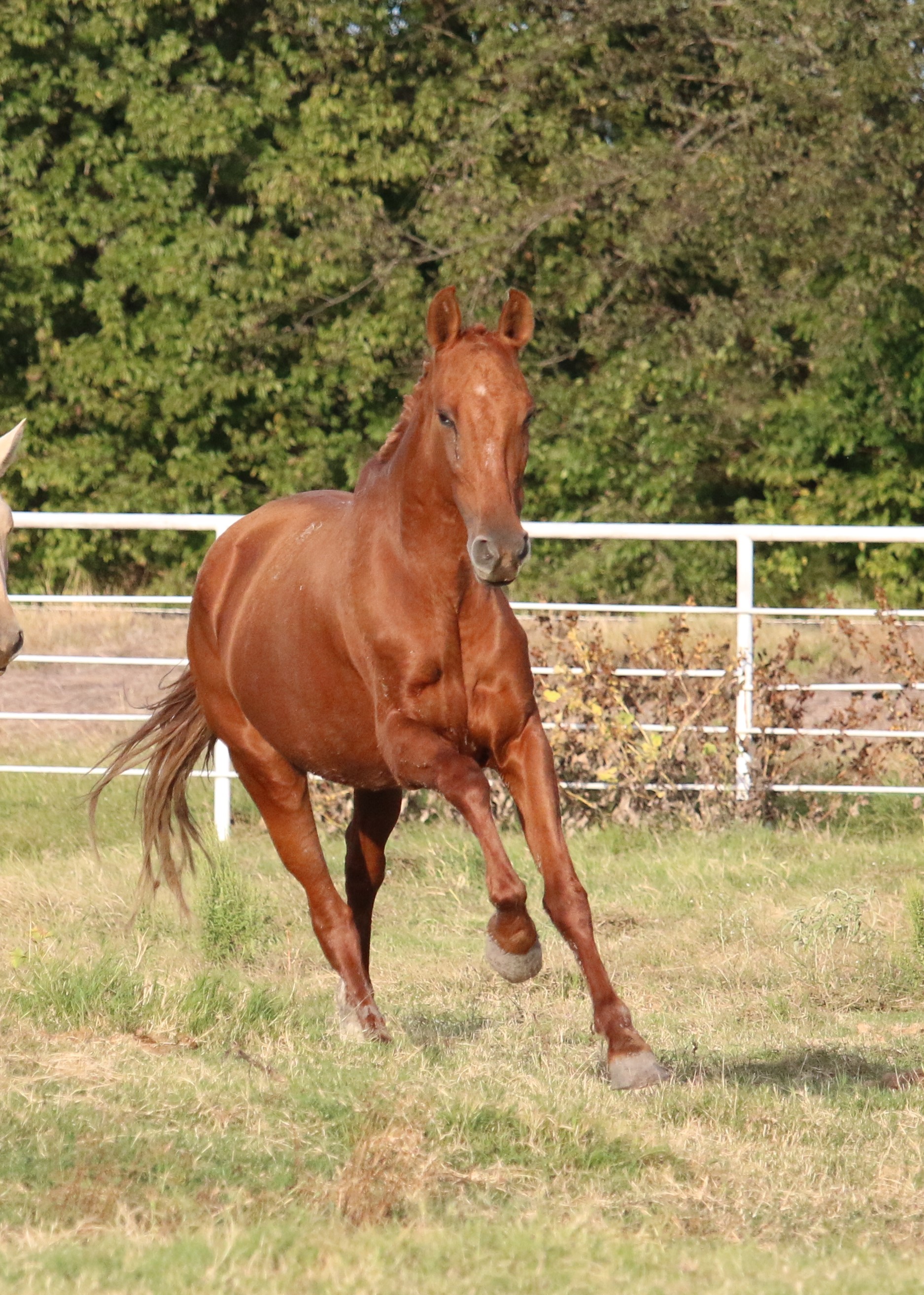 Poema II - Chestnut P.R.E. Andalusian Mare Imported from Spain