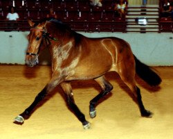 Bailadora RHF - Royal Horse Farms, RHF PRE, rhfpre.com Bailadora RHF