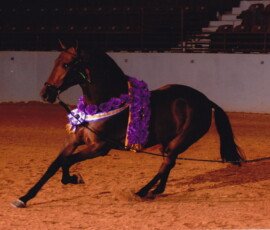 Bailadora RHF Bailadora RHF