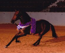 Bailadora RHF Bailadora RHF