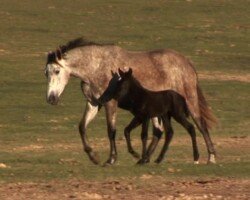 Bailora RHF Bailora RHF