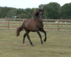 Biento RHF Biento RHF