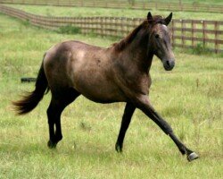 Bravio RHF Bravio RHF