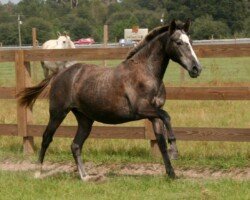 Brigidia RHF Brigidia RHF