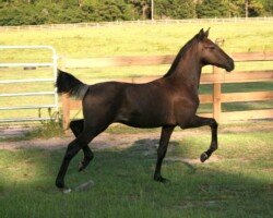 Capitan Roy Capitan Roy