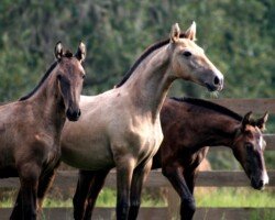 Catalana Roy Catalana Roy