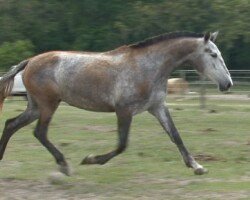 Doblera Roy Doblera Roy