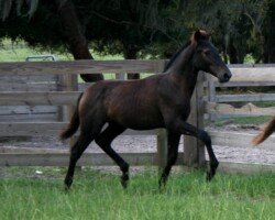 Dobleron Roy Dobleron Roy