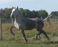 Ecliptica Roy Ecliptica Roy