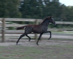 Encantadora Roy Encantadora Roy