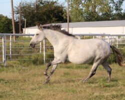 Flamenca Roy Flamenca Roy