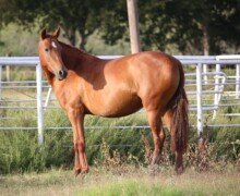 Heliodora Roy Heliodora Roy