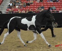 RHF Jasmin RHF Jasmin