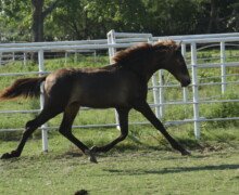 RHF Macanuo RHF Macanuo