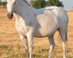 Campeona Roy Campeona Roy