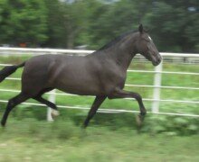 Falconera Roy Falconera Roy