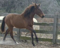 RHF Garbosa RHF Garbosa