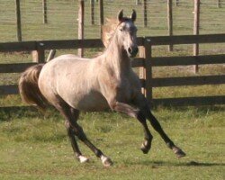 Bailor RHF Bailor RHF