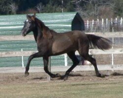 Daytono Roy Daytono Roy