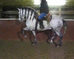 Bailador RHF Bailador RHF