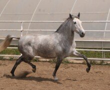 Beatriz RHF Beatriz RHF