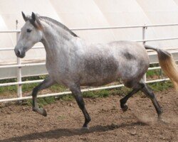Beatriz RHF - Dobladillo II x Presmumida LXIV
IALHA Grand National Champion Beatriz RHF