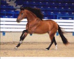 Bolero RHF Bolero RHF