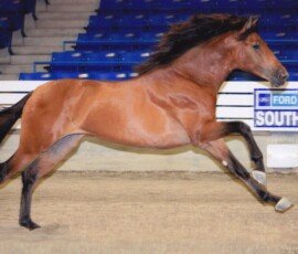 Bolero RHF Bolero RHF