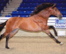 Bolero RHF Bolero RHF