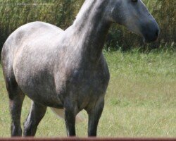 Bravia RHF Bravia RHF