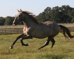 Brazileno RHF Brazileno RHF