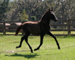 Califa Roy Califa Roy