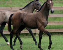 Classico Roy Classico Roy