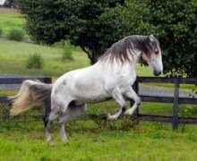 Copernico Roy Copernico Roy