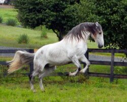 Copernico Roy Copernico Roy