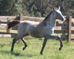 Cordobesa Roy Cordobesa Roy