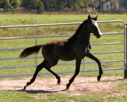 Crucero Roy Crucero Roy