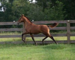 Diablo Roy Diablo Roy