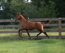 Diablo Roy Diablo Roy