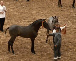 Distinguido Roy Distinguido Roy