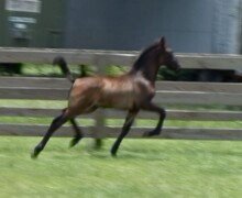 Electra Roy Electra Roy