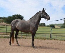 Elegida Roy Elegida Roy