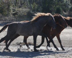 Gobernador Roy Gobernador Roy