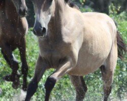 Graciosa Roy Graciosa Roy