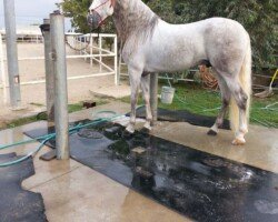 Fastuoso Roy Fastuoso Roy