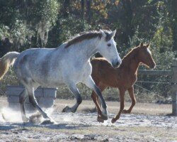 Bandolera RHF Bandolera RHF and Heliodora Roy
