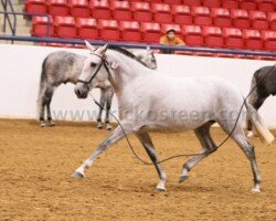 Bolera RHF Bolera RHF