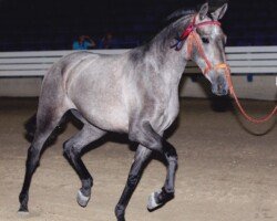 Cabriola Roy Cabriola Roy