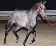 Cabriola Roy Cabriola Roy